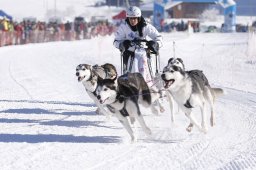 Lenk 2013